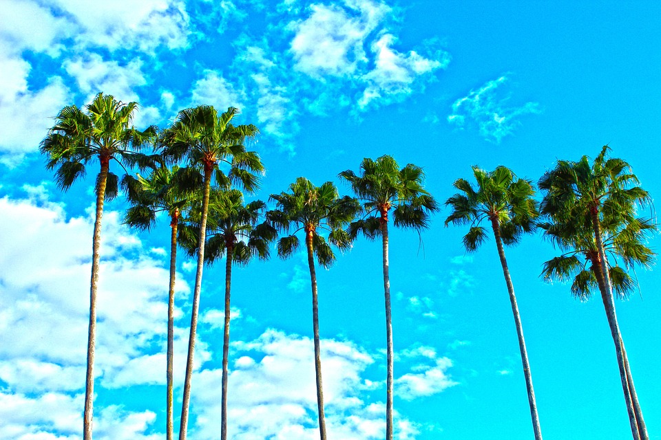 Des palmiers 